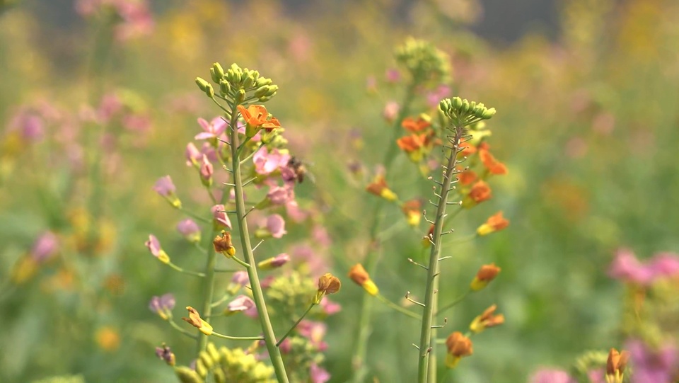 廣西南寧：春日暖陽 彩色油菜花盛開