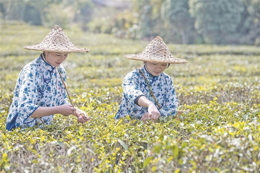 廣西蒼梧縣：春意盎然採茶忙