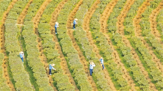 廣西蒼梧縣：春意盎然採茶忙