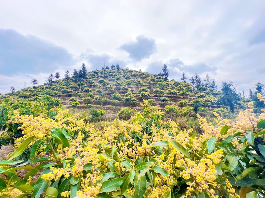 廣西西林：芒果花開春滿城