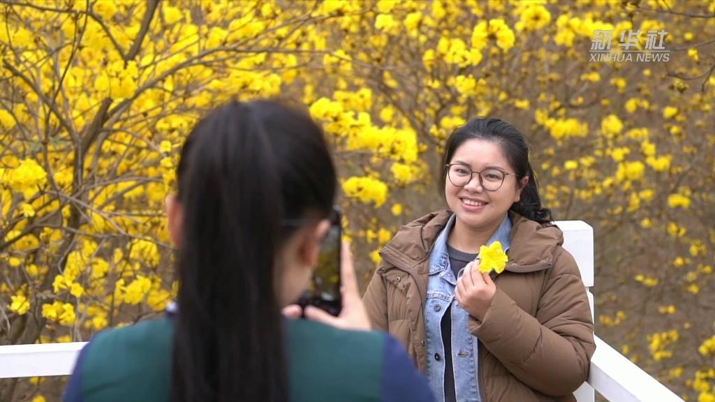 廣西：向春而行 “賞花經濟”持續升溫