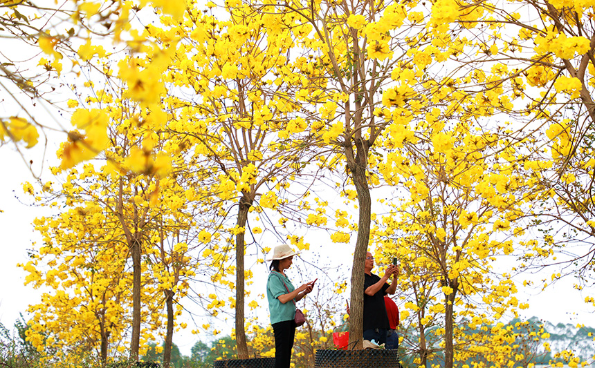 廣西貴港：黃花風鈴木綻放 金色鄉村好時節