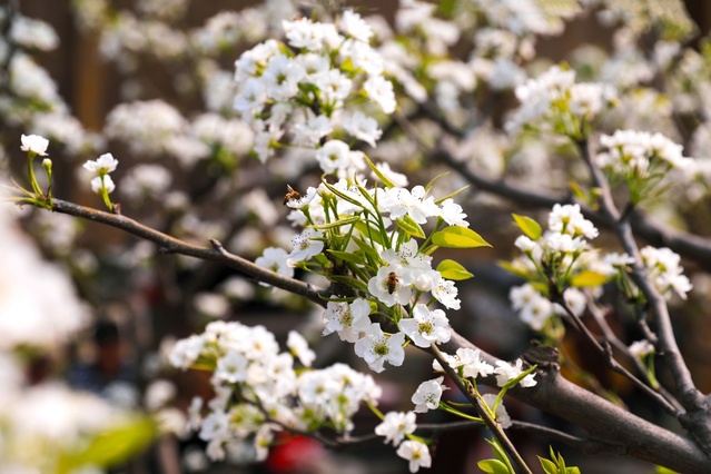 廣西：百花齊放春意濃