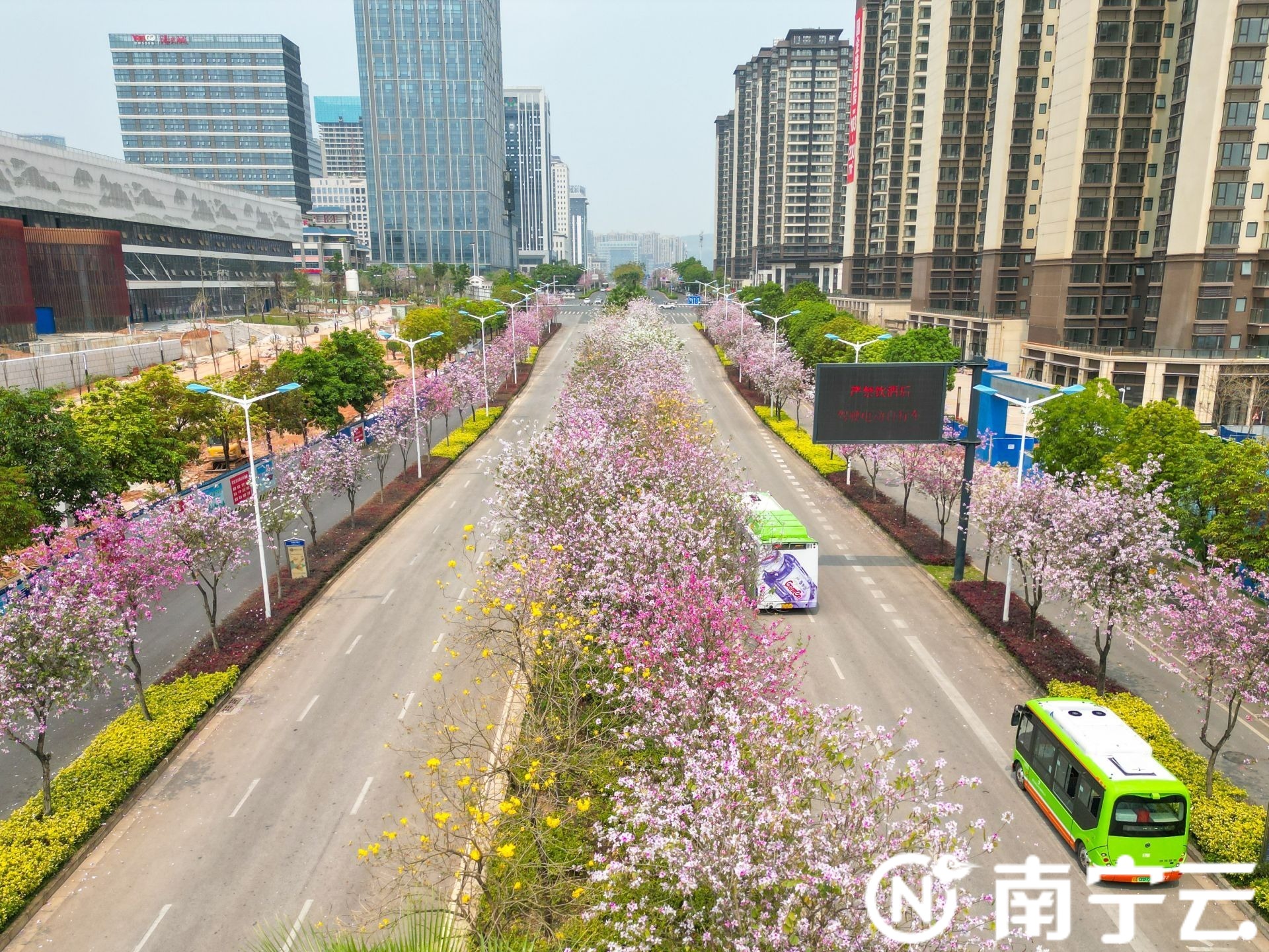 南寧：紫荊花開春色美 浪漫“花路”惹人醉