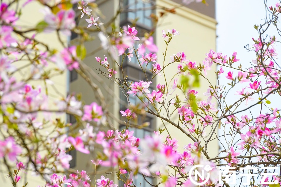 南寧：紫荊花開春色美 浪漫“花路”惹人醉