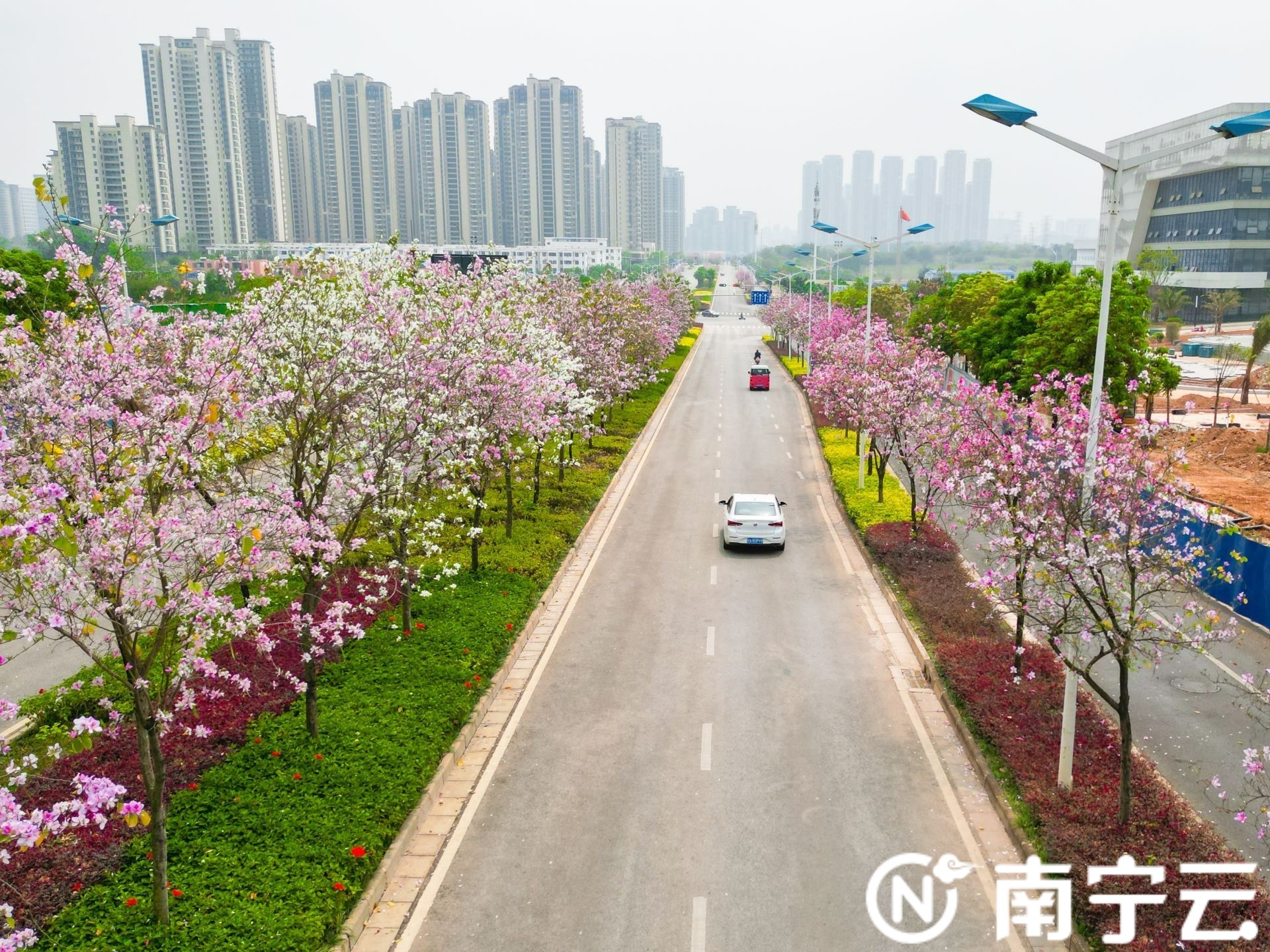 南寧：紫荊花開春色美 浪漫“花路”惹人醉