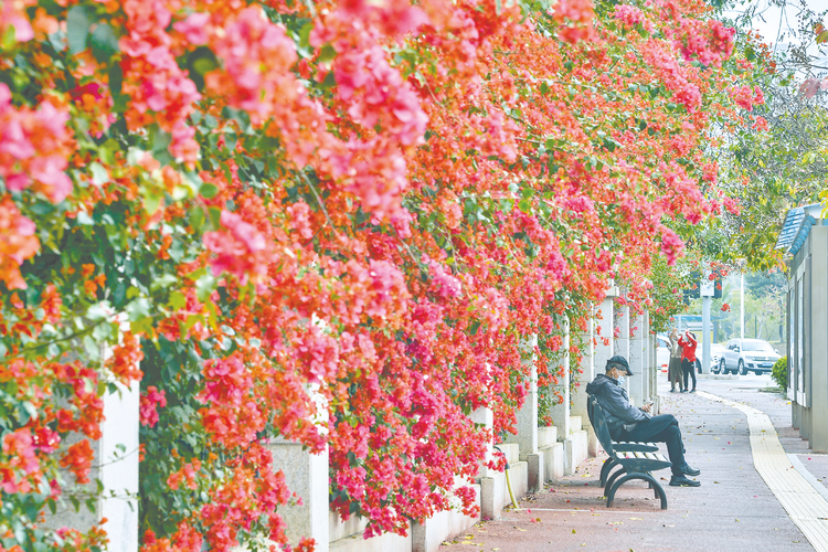 南疆春色芬芳艷 文旅秀出新“花”樣