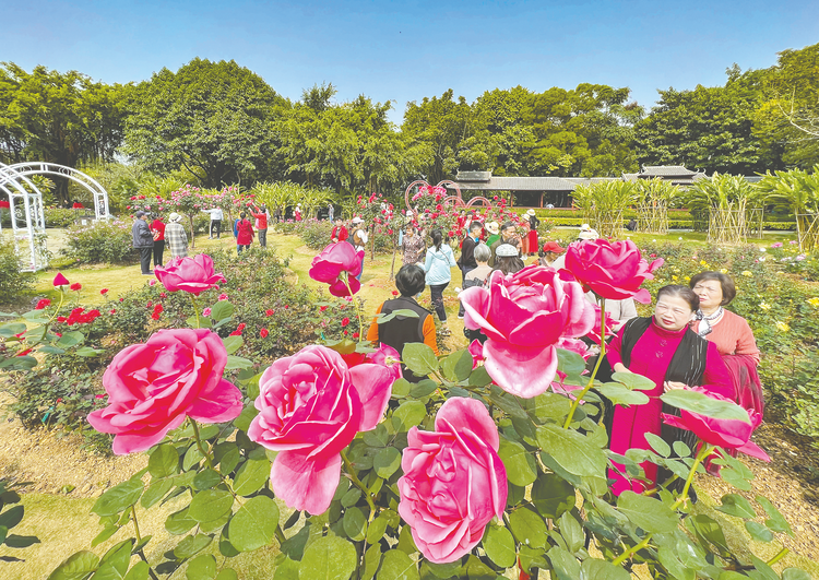 南疆春色芬芳艷 文旅秀出新“花”樣