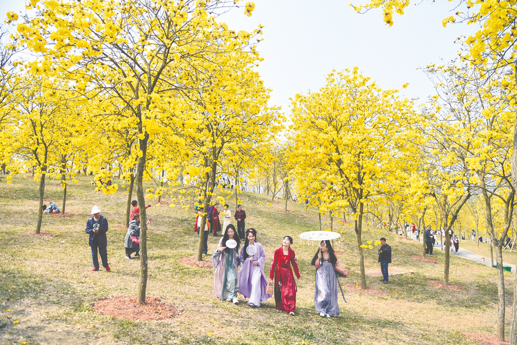 南疆春色芬芳艷 文旅秀出新“花”樣