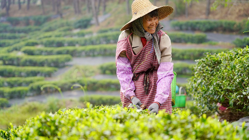 廣西貴港：春茶採摘正當時