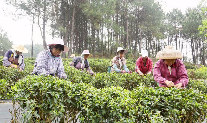 廣西貴港：春茶採摘正當時