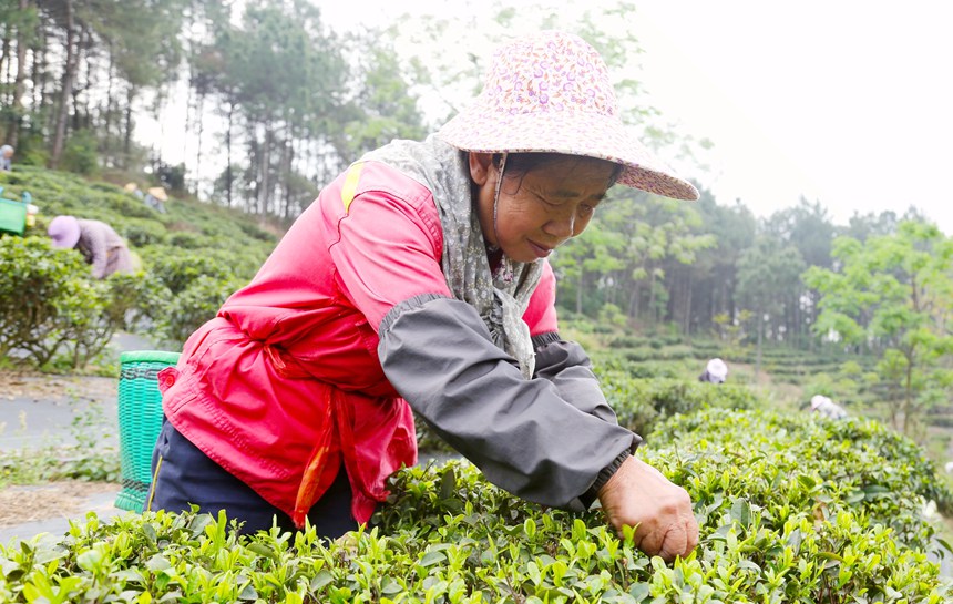 廣西貴港：春茶採摘正當時