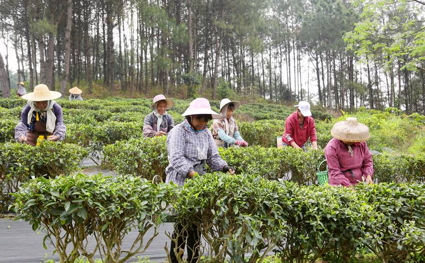 廣西貴港：春茶採摘正當時