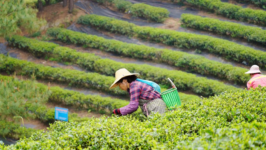 廣西貴港：春茶採摘正當時