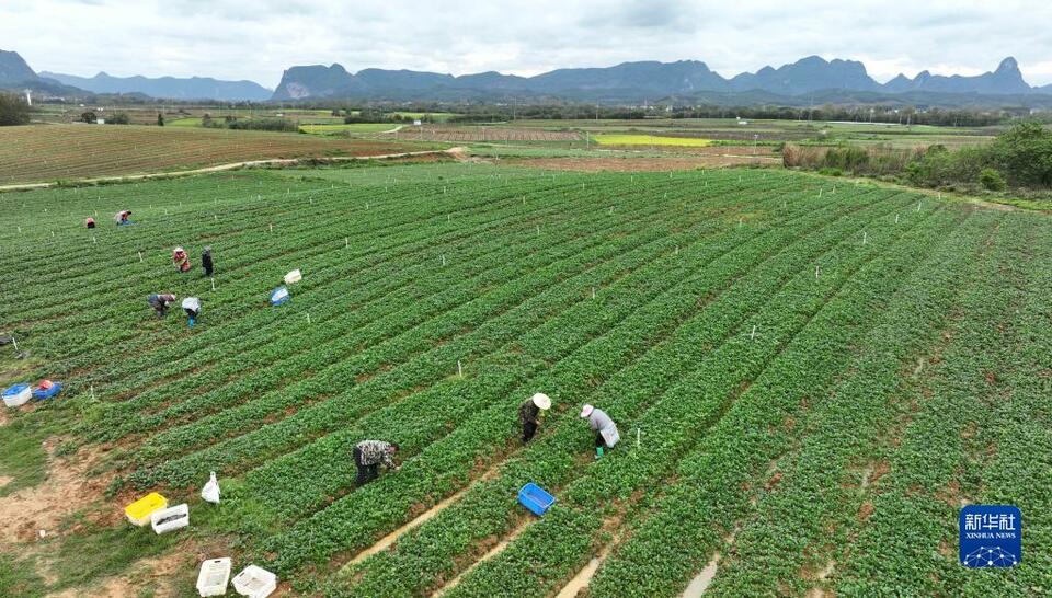 廣西柳城：延伸螺螄粉産業鏈 助力鄉村振興