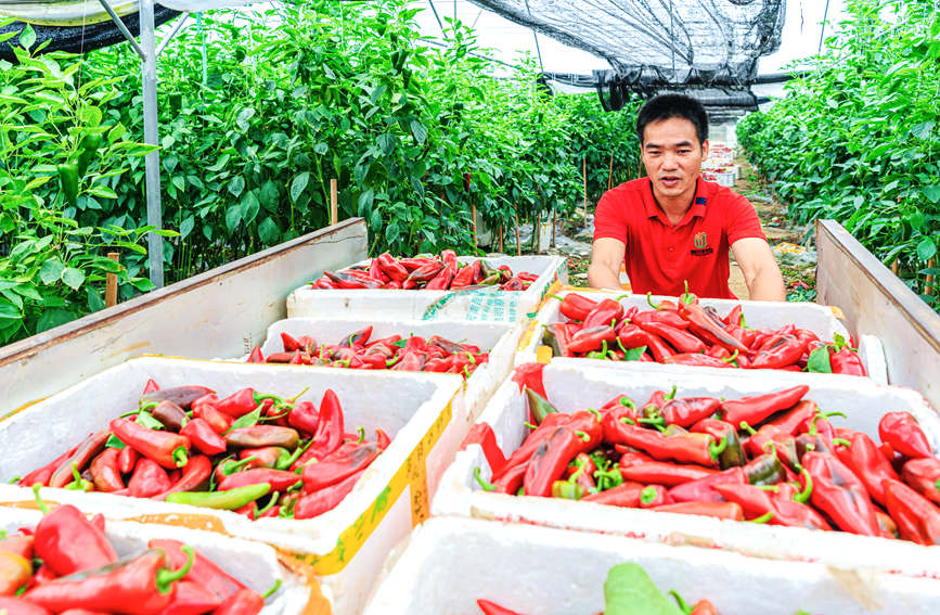 廣西合浦：彩椒迎豐收 日子別樣紅