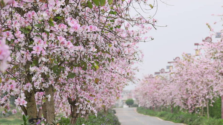 廣西賀州：一路繁花一路景