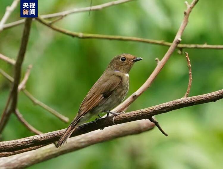 廣西北海濱海國家濕地公園首次監測記錄到兩種國家二級保護野生動物