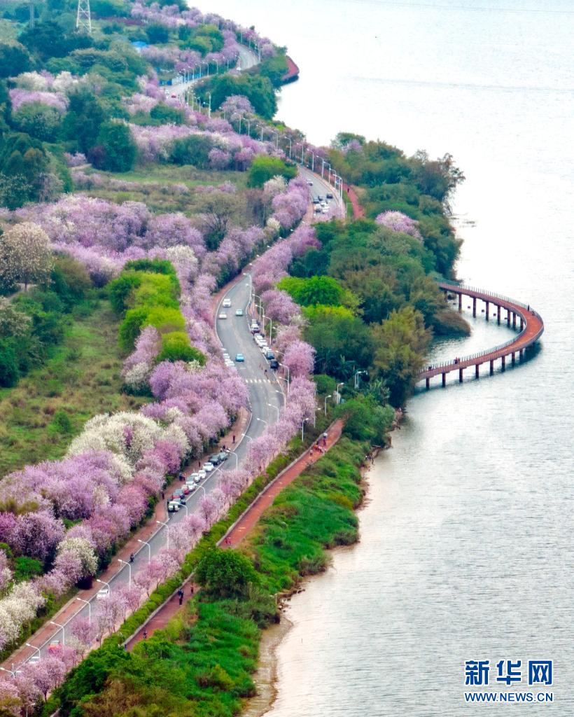 廣西柳州：粉色“花路”景如畫