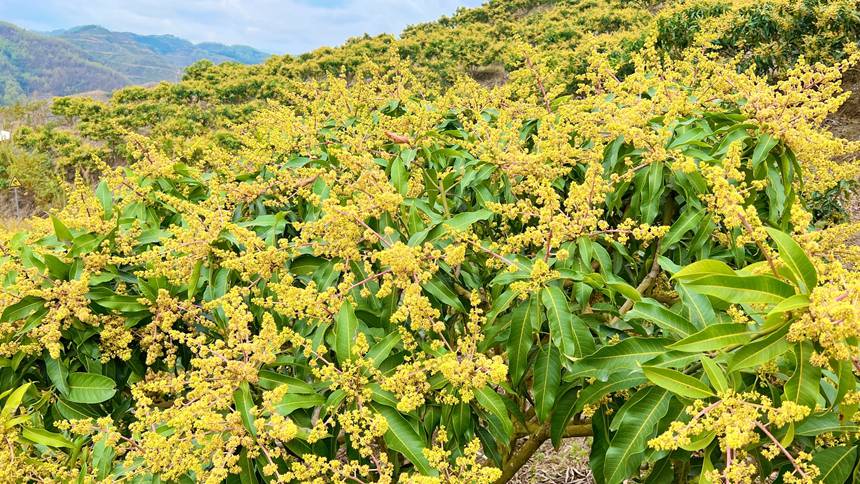 廣西西林：芒果花開春滿城