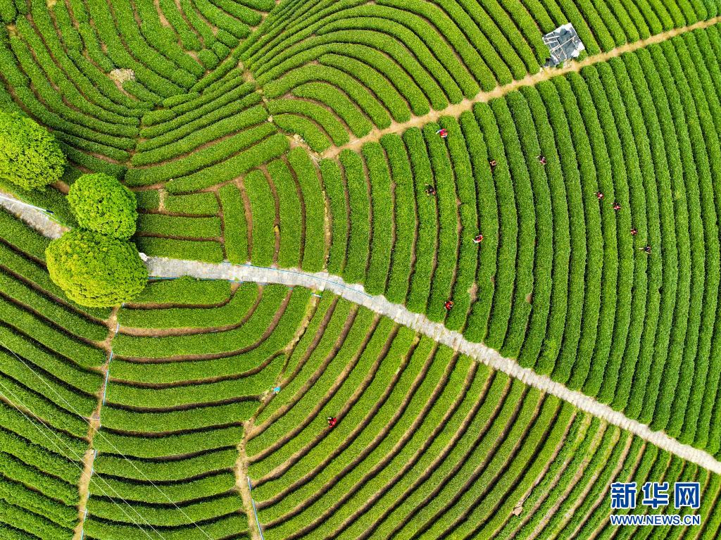 廣西：春染茶山 綠意盎然