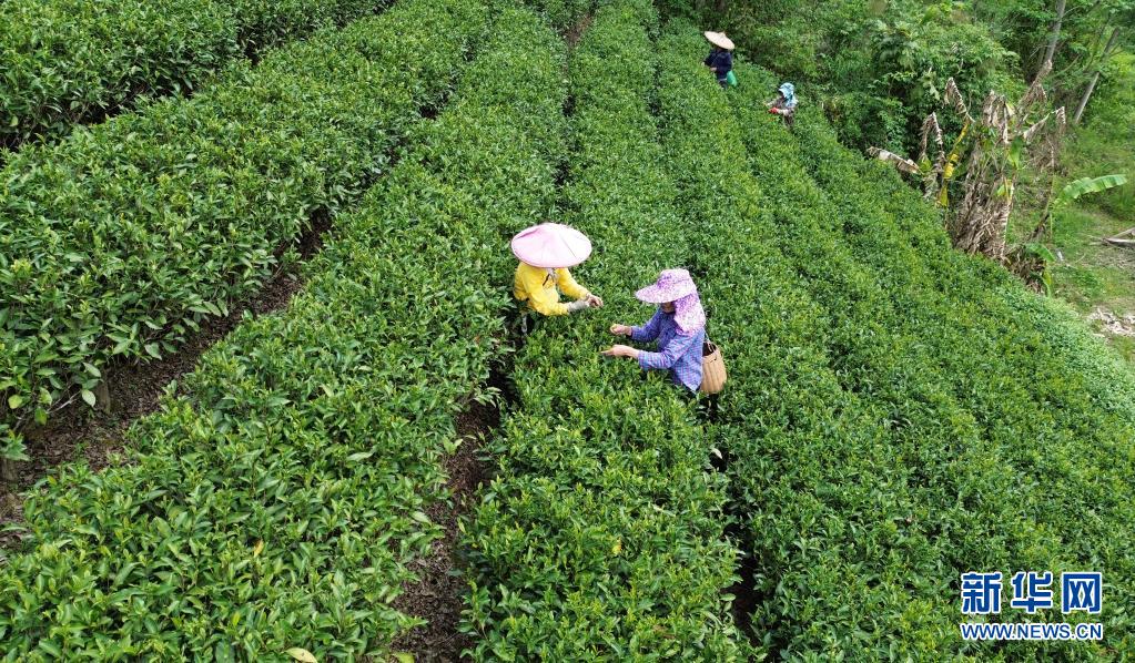 廣西：春染茶山 綠意盎然