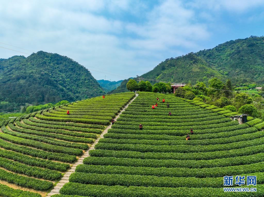 廣西：春染茶山 綠意盎然