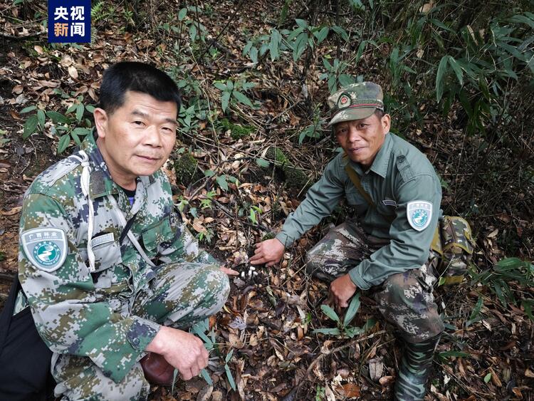 廣西一地首次發現水晶蘭 無需陽光就能開花的植物你見過嗎？