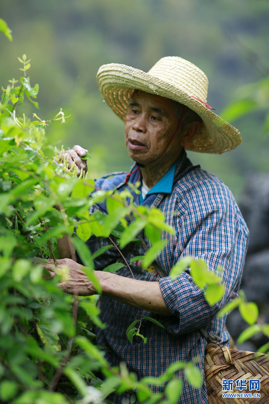 廣西忻城：石頭縫裏採“金銀”