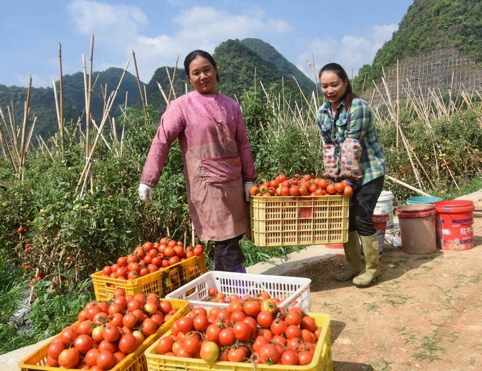 廣西：初夏花開蓮湖美