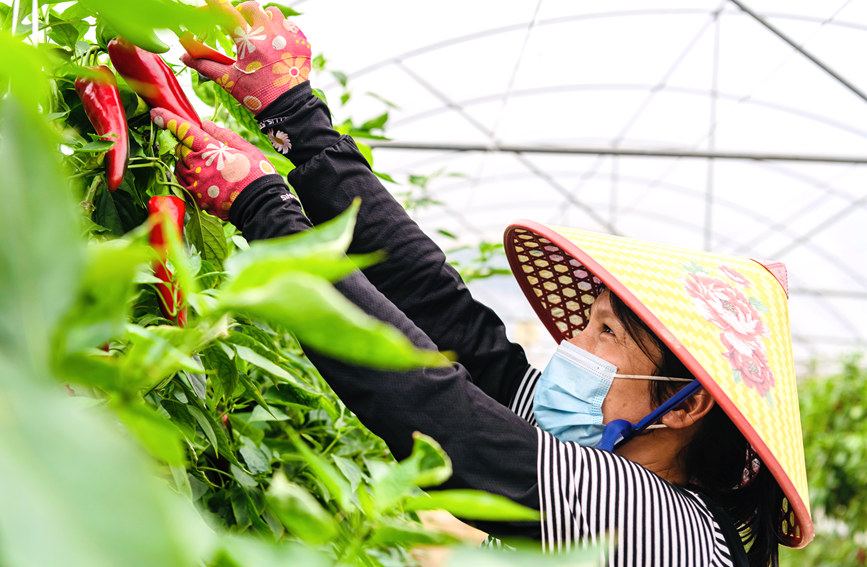 廣西合浦：彩椒迎豐收 日子別樣紅