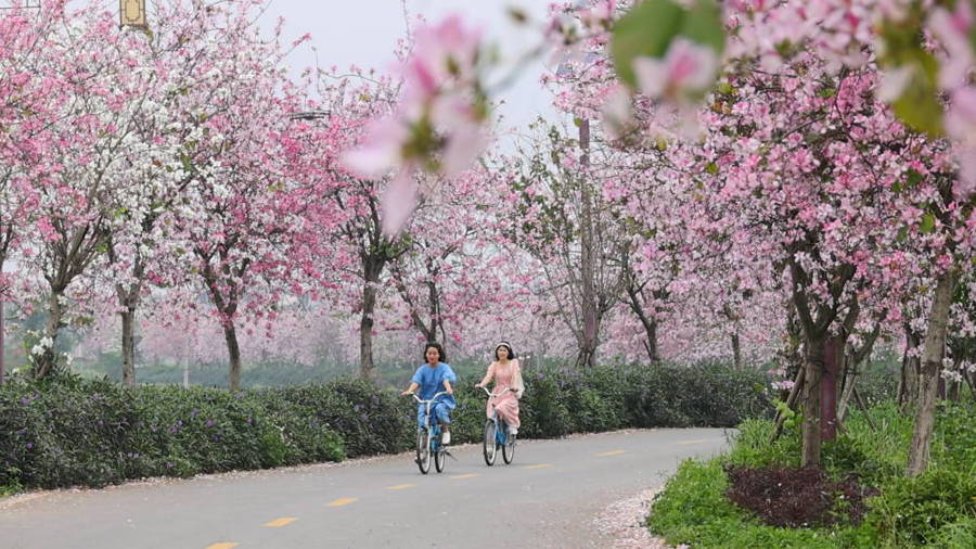 廣西賀州：一路繁花一路景