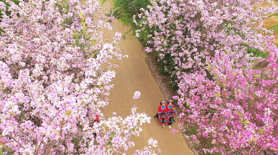 廣西賀州：一路繁花一路景