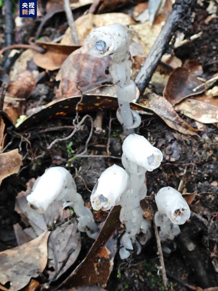 廣西一地首次發現水晶蘭 無需陽光就能開花的植物你見過嗎？