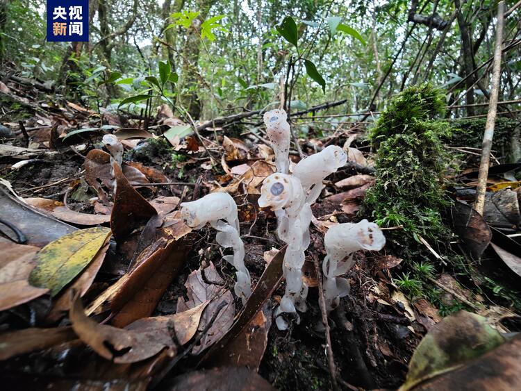 廣西一地首次發現水晶蘭 無需陽光就能開花的植物你見過嗎？