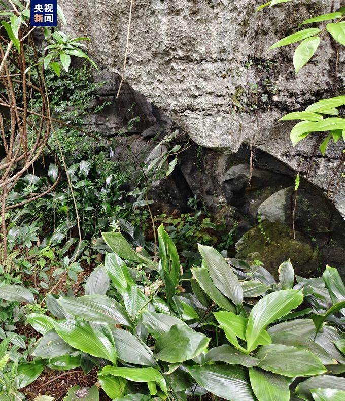 銷聲匿跡70多年 岩溶特有珍稀植物在廣西重現