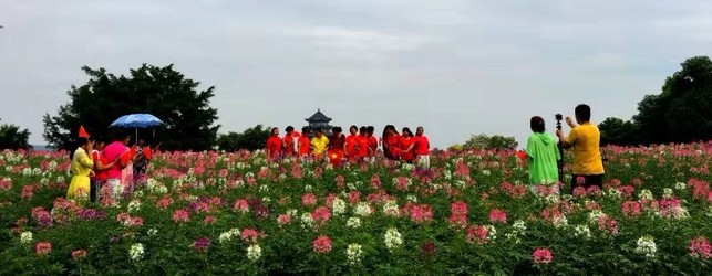 桂林園博園萬株醉蝶花翩翩起舞醉遊人