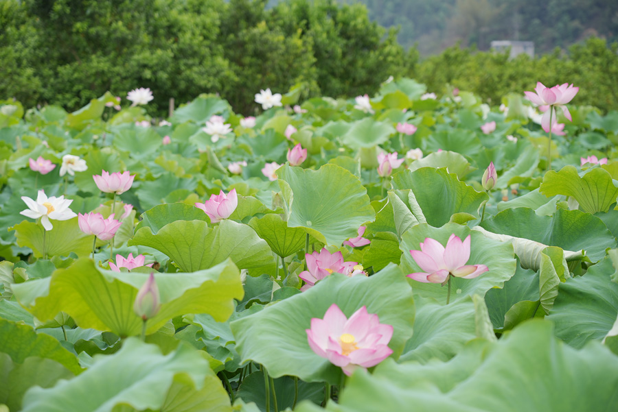 廣西西林：盛夏荷花搖曳開