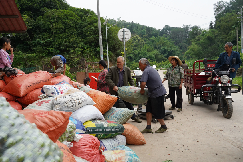 桂林平樂：李子豐産採摘忙 果農增收心裏甜