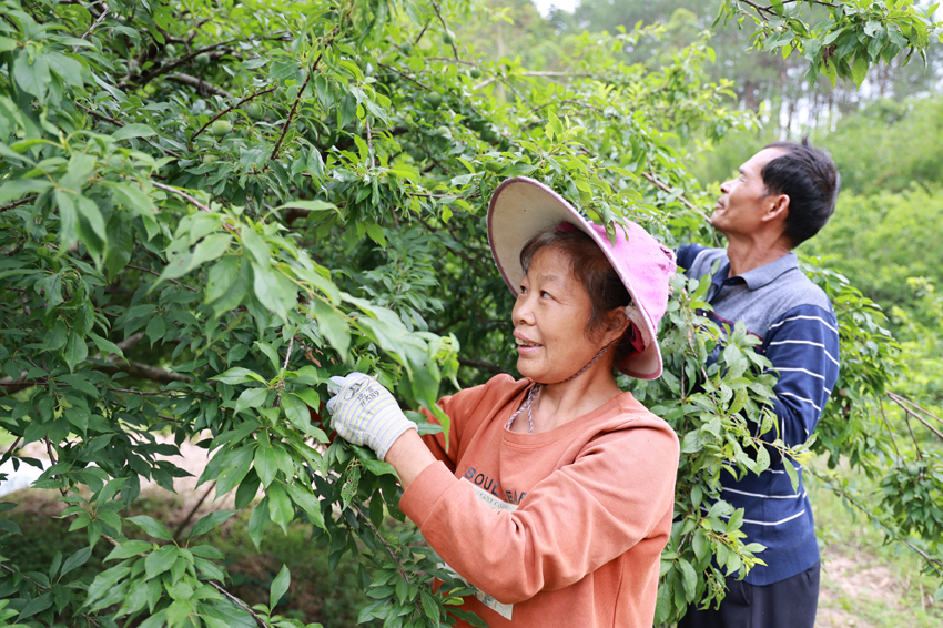 桂林平樂：李子豐産採摘忙 果農增收心裏甜