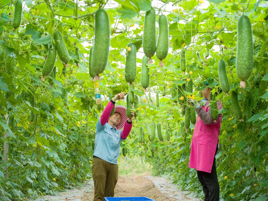 廣西桂平60萬畝瓜菜喜獲豐收