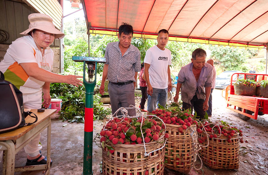 廣西：荔枝熟了 銷路順了 農民笑了