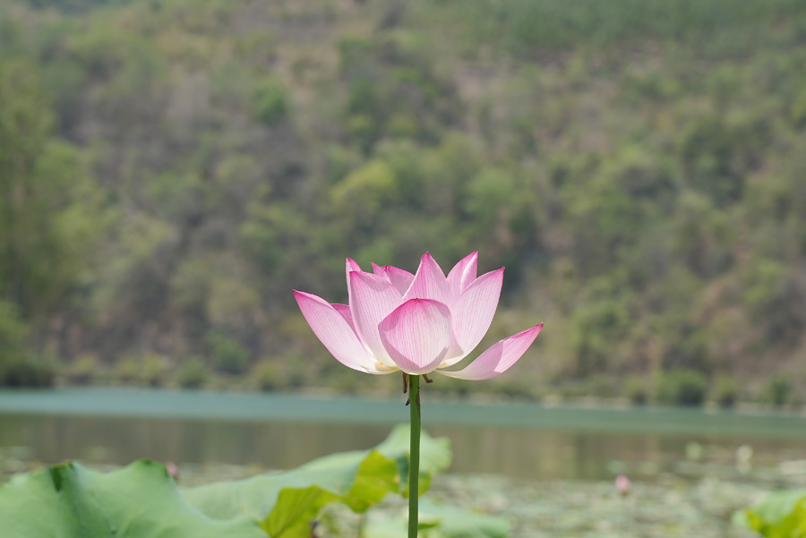 廣西西林：盛夏荷花搖曳開