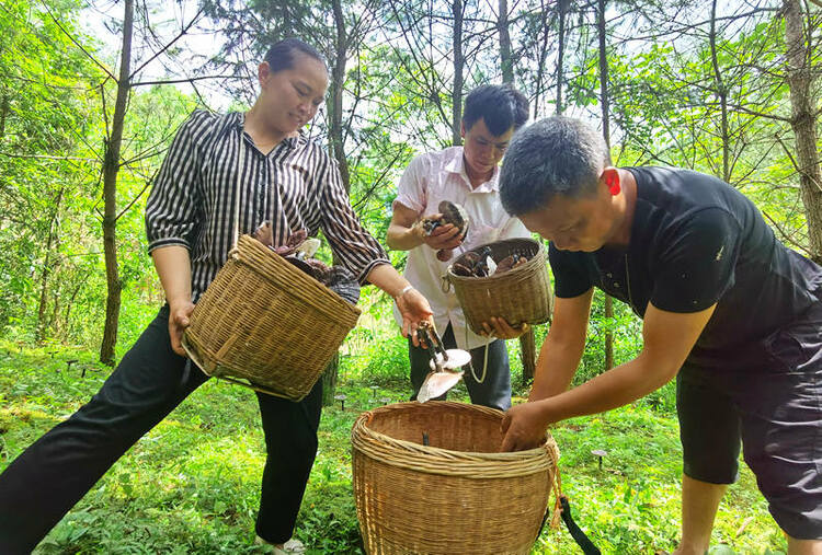 廣西鹿寨：林下“生金”種靈芝