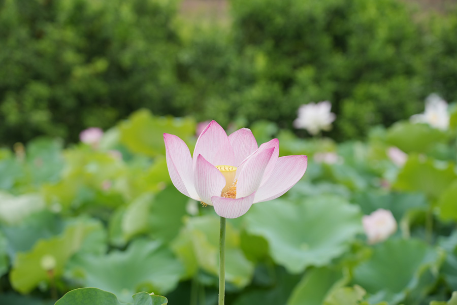 廣西西林：盛夏荷花搖曳開