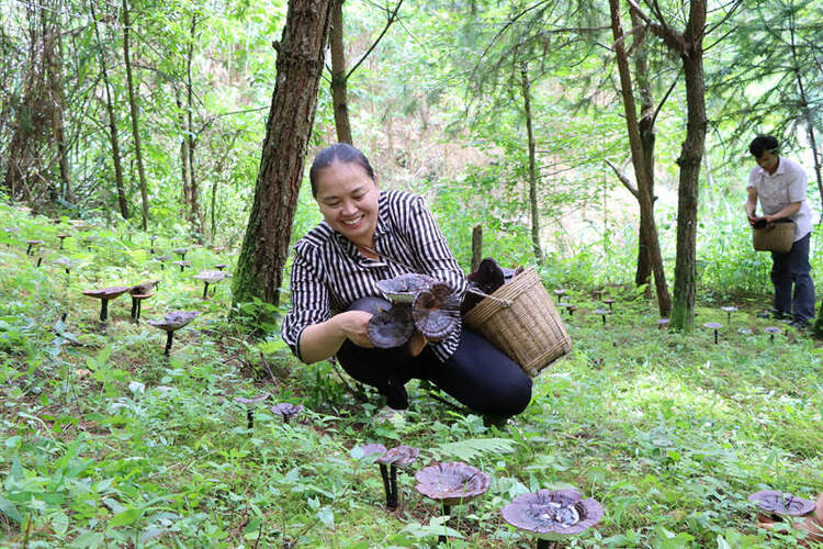 廣西鹿寨：林下“生金”種靈芝