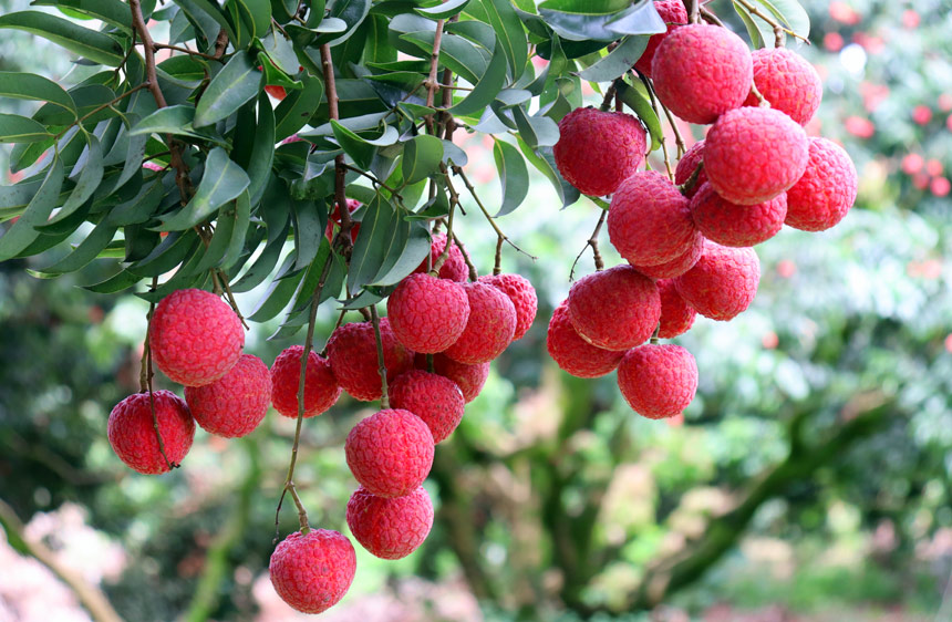 廣西平南：夏蟬鳴 荔枝紅