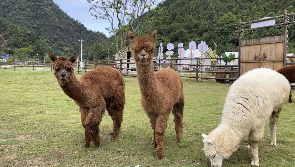 廣西百色：中伏消暑遊樂正當時 遊客穿越原始森林漂流覓清涼_fororder_圖片11