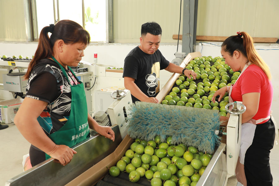 邊關靖西百香果“甜蜜”上市