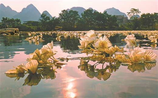 河池都安：海菜花成為一道靚麗的風景